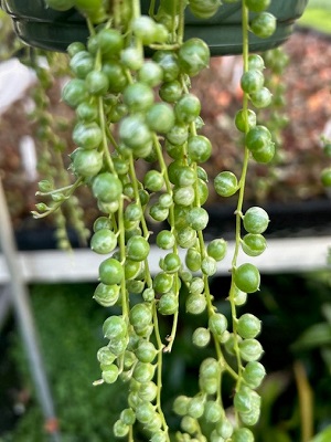 Senecio String of Pearls